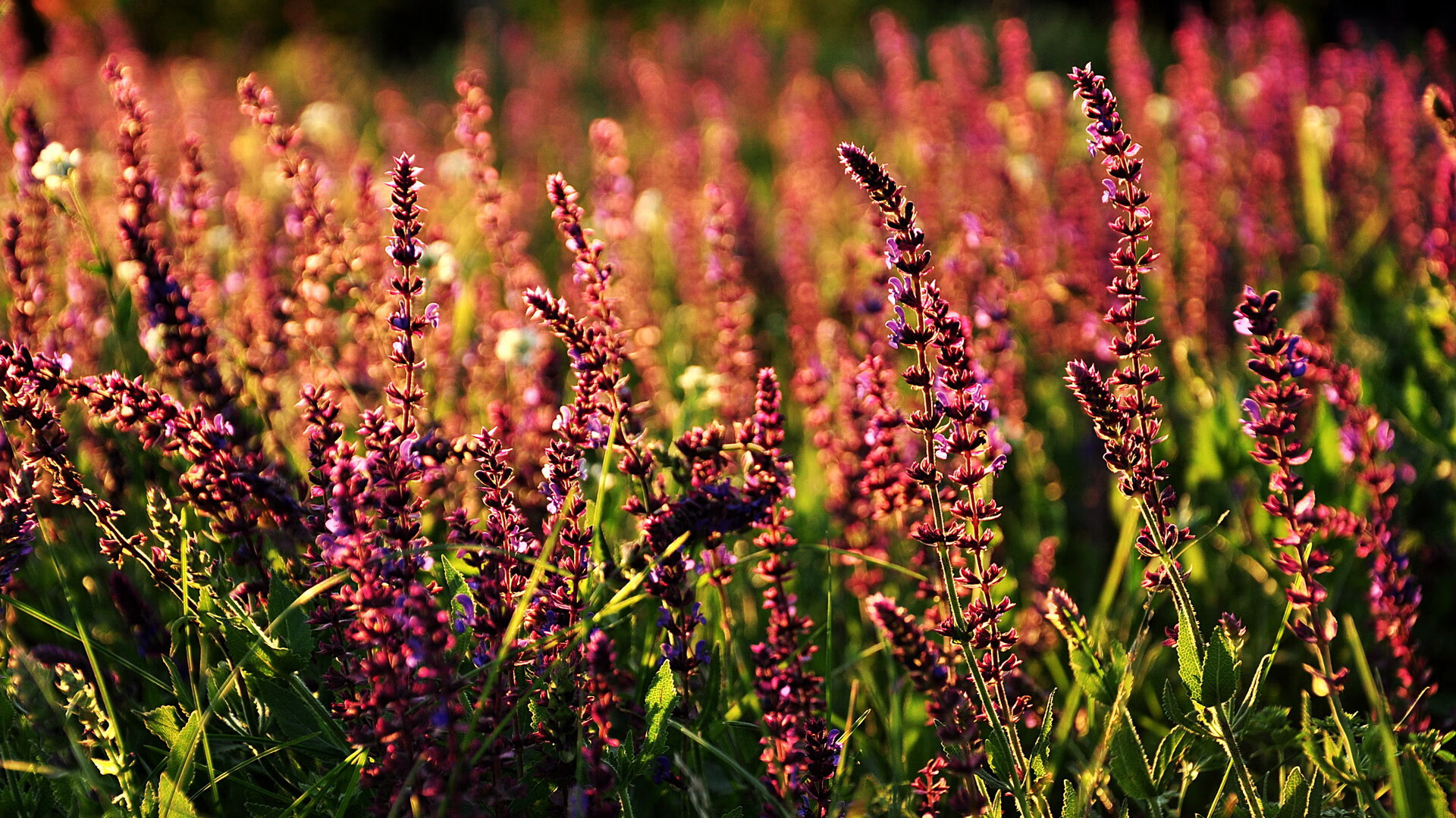 双重奏，克瓦拉茨赫利亚点燃的火焰，毕尔巴鄂冰冷的末节收割