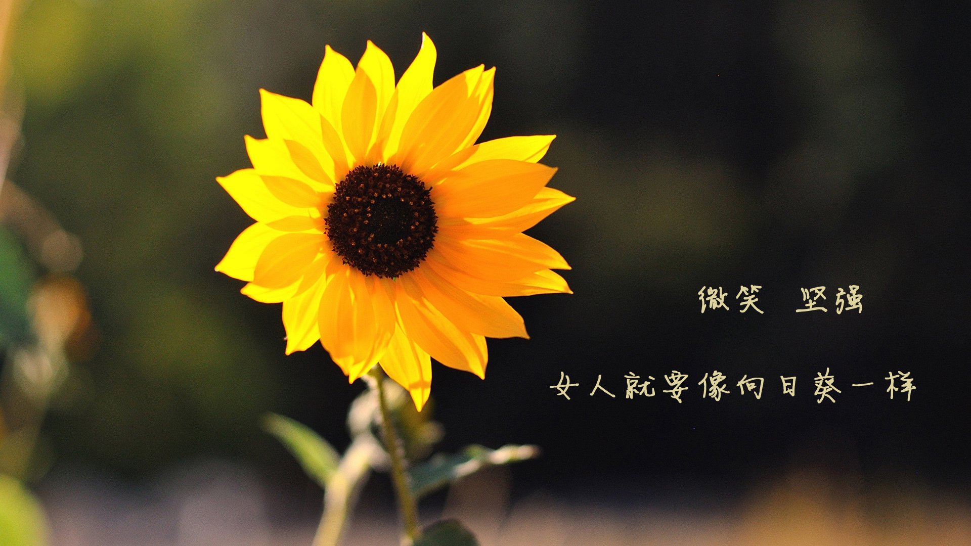 F组奇案,蓝武士的绝杀,比利时人的指纹—解密2026世界杯最诡异的致命一击